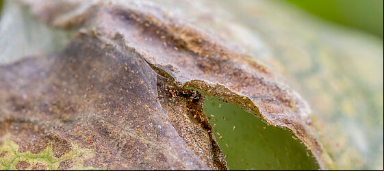 Damage caused by Two-spotted spider mite Tetranychus utricae