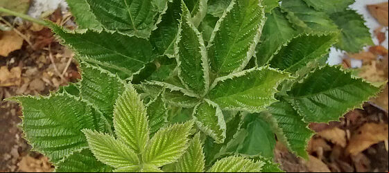 Blackberry damage caused by Broad mite Polyphagotarsonemus latus