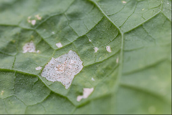 Leaf damage caused by Impatiens thrips Echinothrips americanus
