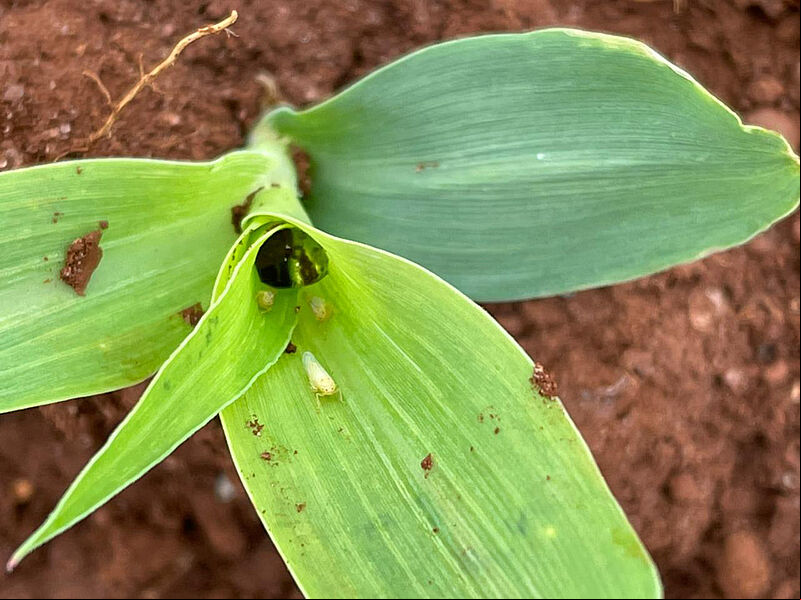 Maize leafhopper Dalbulis maidis infected by Octane