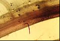 Root lesion nematode Pratylenchus zeae